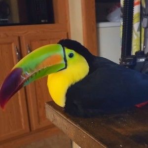 Meet your Posher, Sofiia